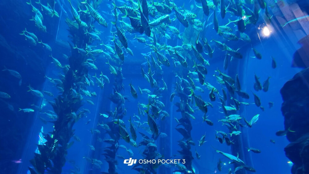 小鱼小鱼，何必快快游？
四面八方不自由