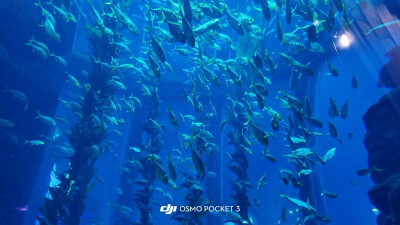 小鱼小鱼，何必快快游？
四面八方不自由