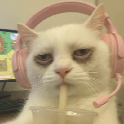 沙雕猫咪表情包