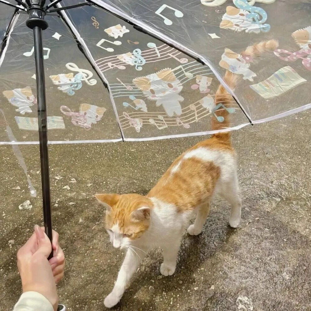 我是不会放弃收集这种图片的