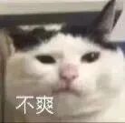 猫猫表情包