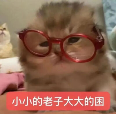 猫猫表情包