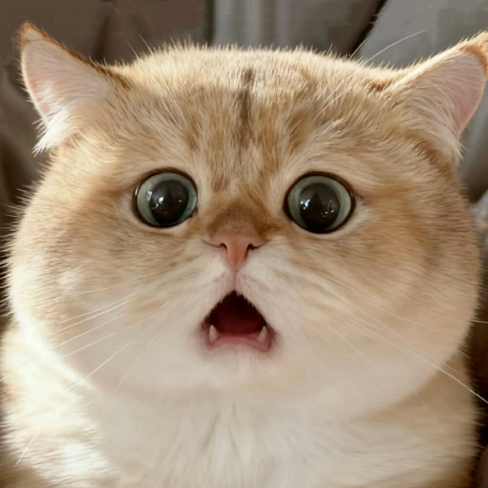 沙雕猫咪表情包