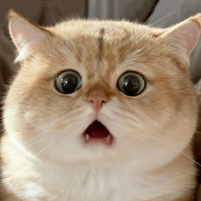 沙雕猫咪表情包