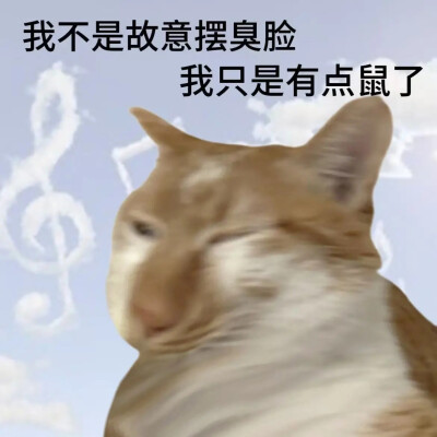 猫猫表情包