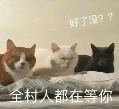猫猫表情包
