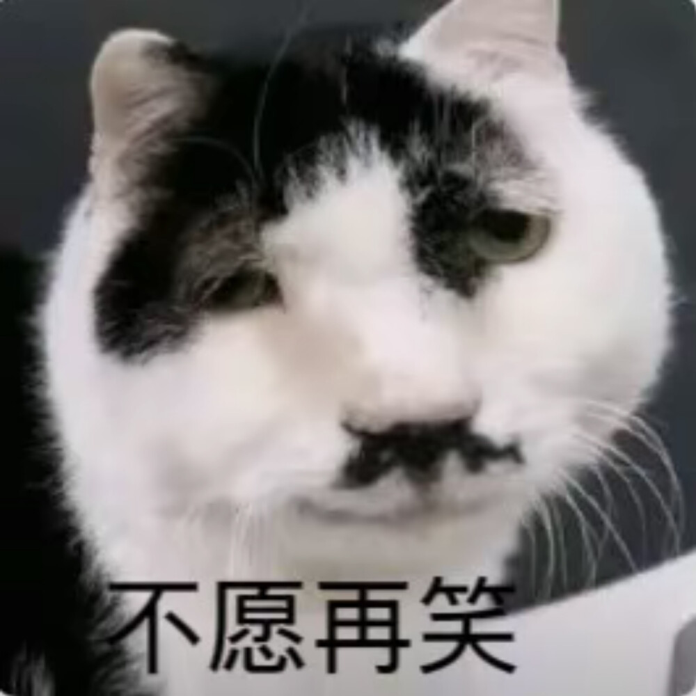 沙雕猫咪表情包