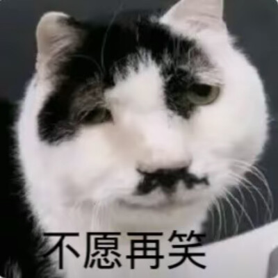 沙雕猫咪表情包