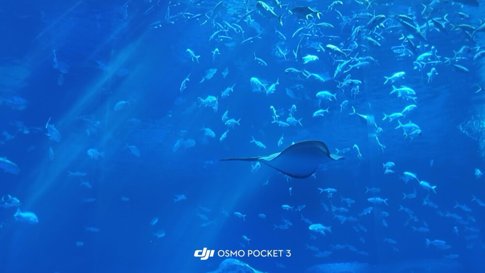 小鱼小鱼，何必快快游？
四面八方不自由