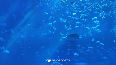 小鱼小鱼，何必快快游？
四面八方不自由