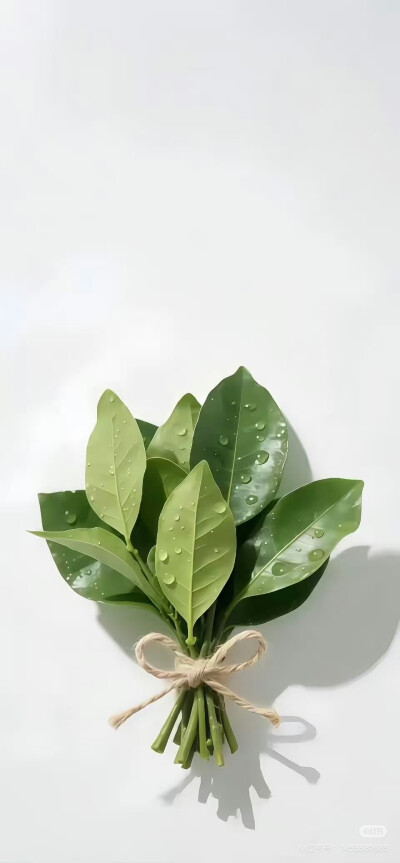 壁纸