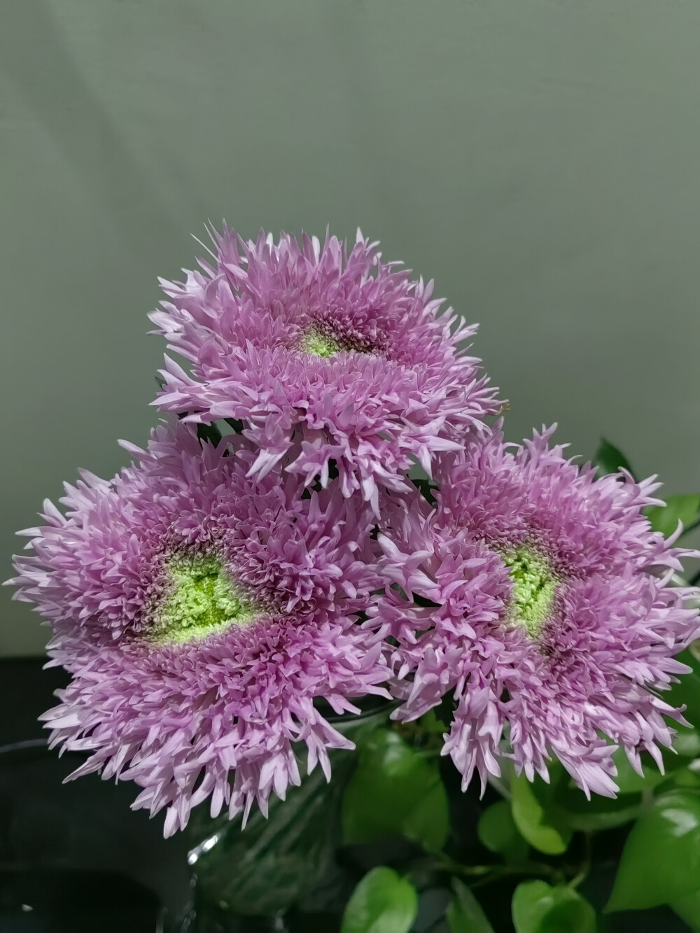 2025/10/22叮咚里的面包菊，好好看