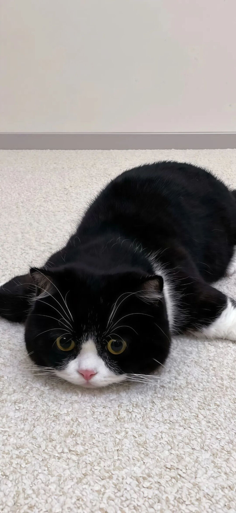 我是不会放弃收集这种图片的