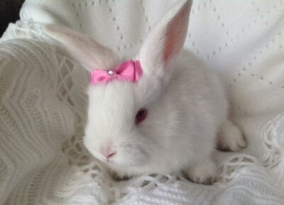 .+:｡(o´ω`)o ﾟ.+:｡ ​​​