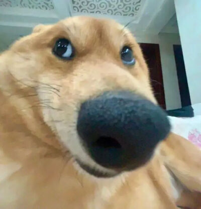 表情包