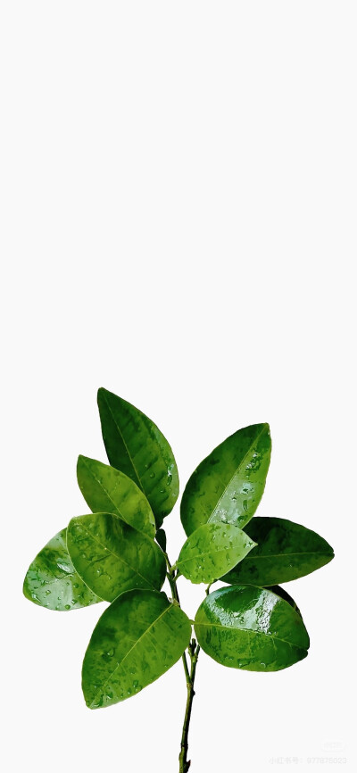 壁纸