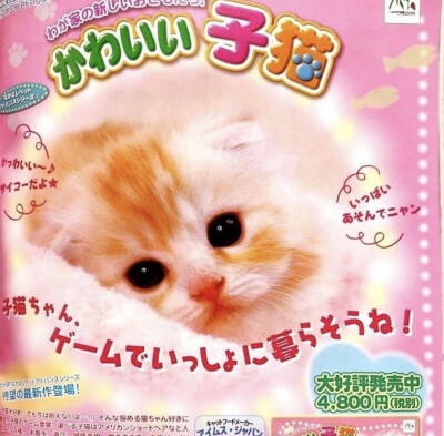 .+:｡(o´ω`)o ﾟ.+:｡ ​​​