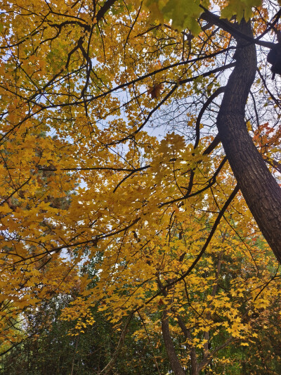 晋祠的秋2025.10.24