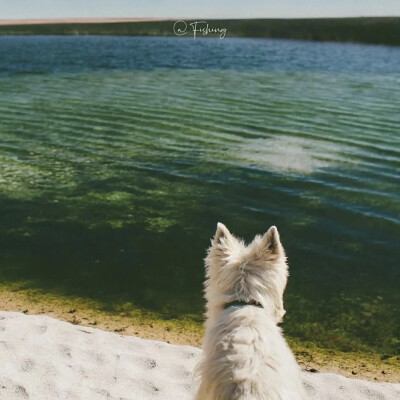 头像 背景图 小狗