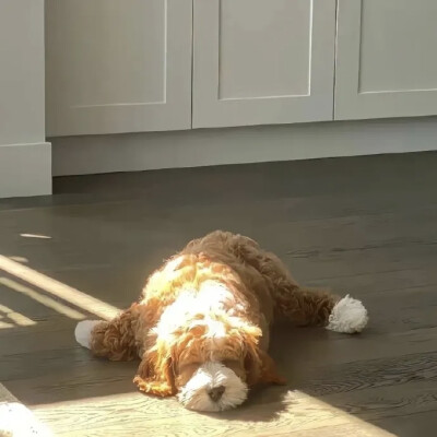 头像 背景图 小狗