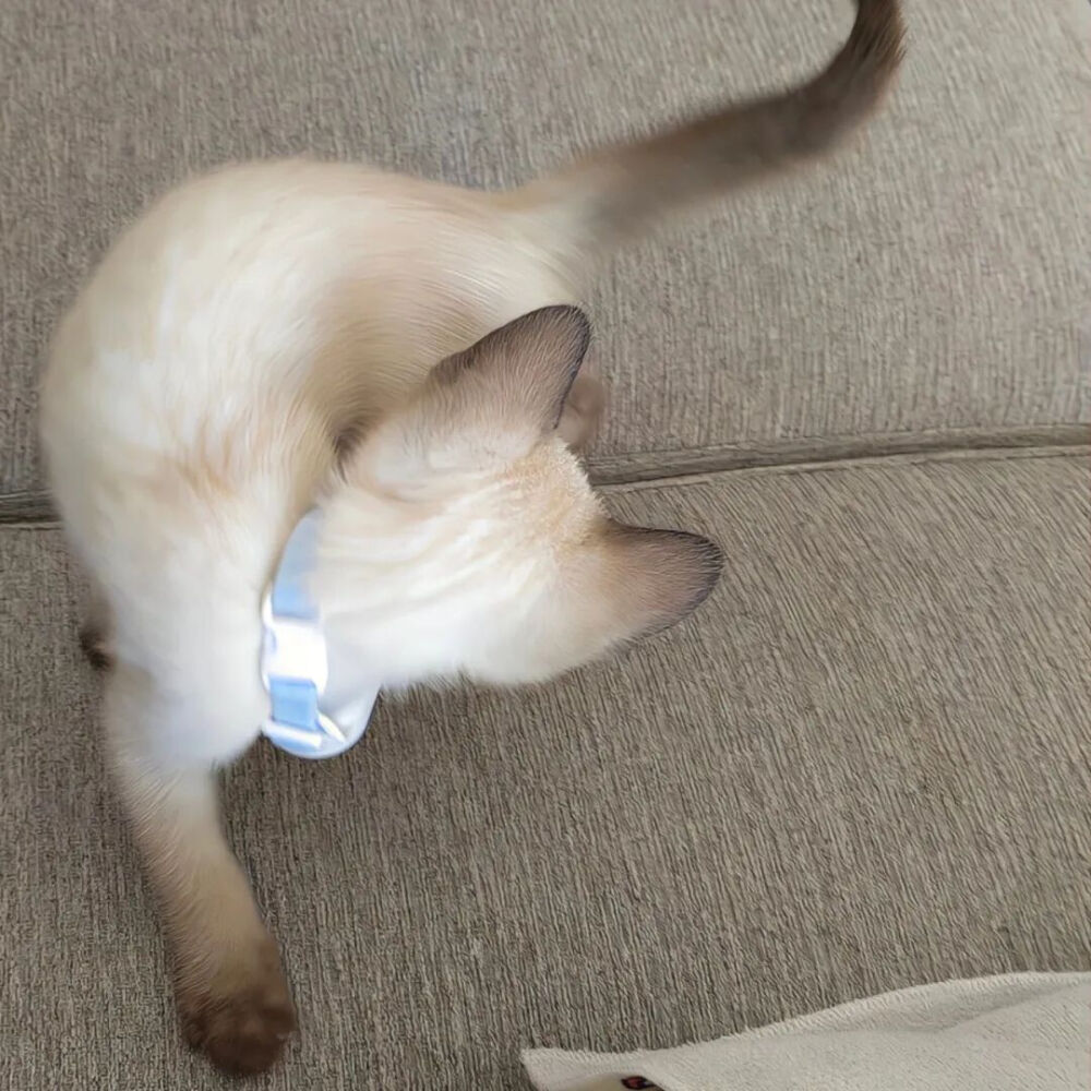 我是不会放弃收集这种图片的