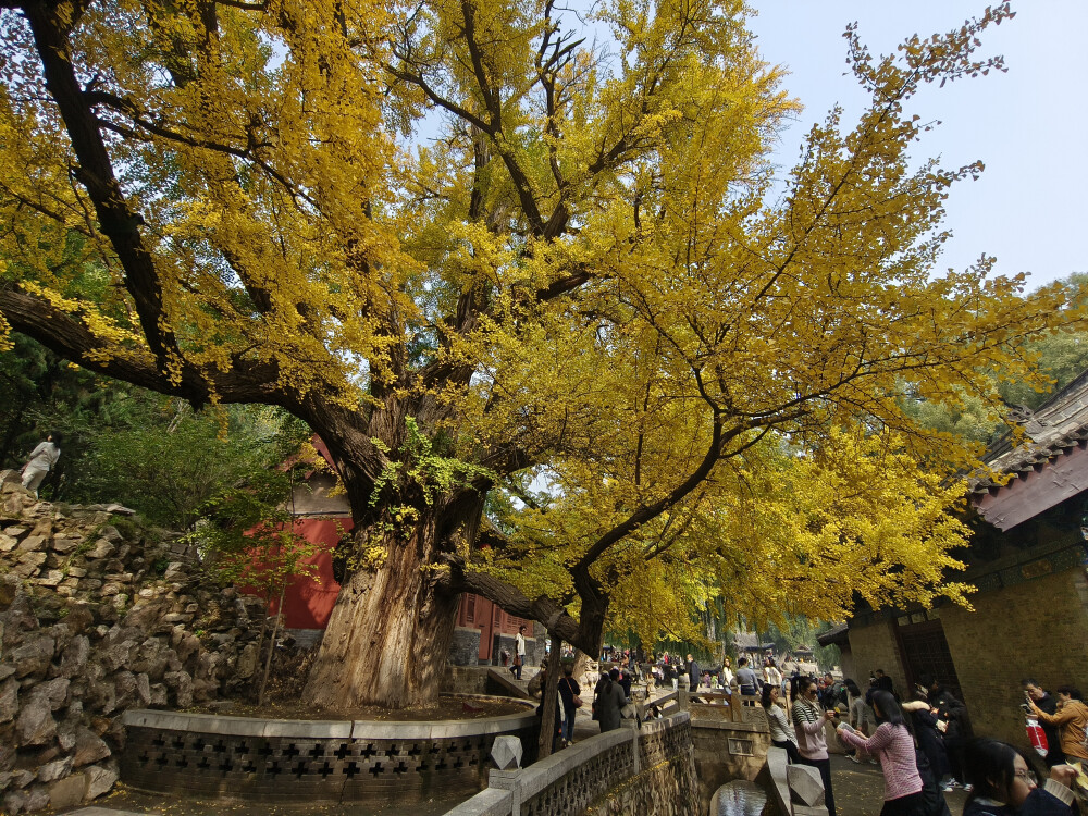 晋祠500年银杏树
