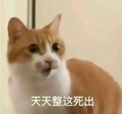 猫猫表情包