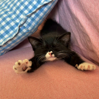 我是不会放弃收集这种图片的