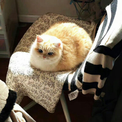 猫猫 风景 壁纸背景