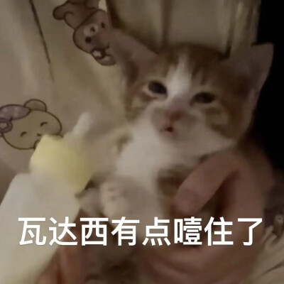 猫猫表情包