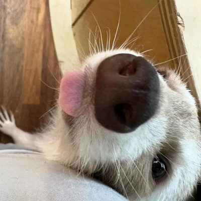 可爱头像 狗狗头像 玩偶头像 