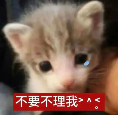 猫猫表情包
