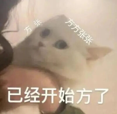 猫猫表情包