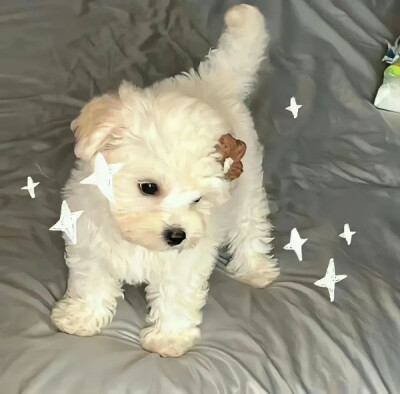 可爱头像 狗狗头像 玩偶头像 