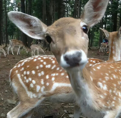 可爱头像 狗狗头像 玩偶头像 