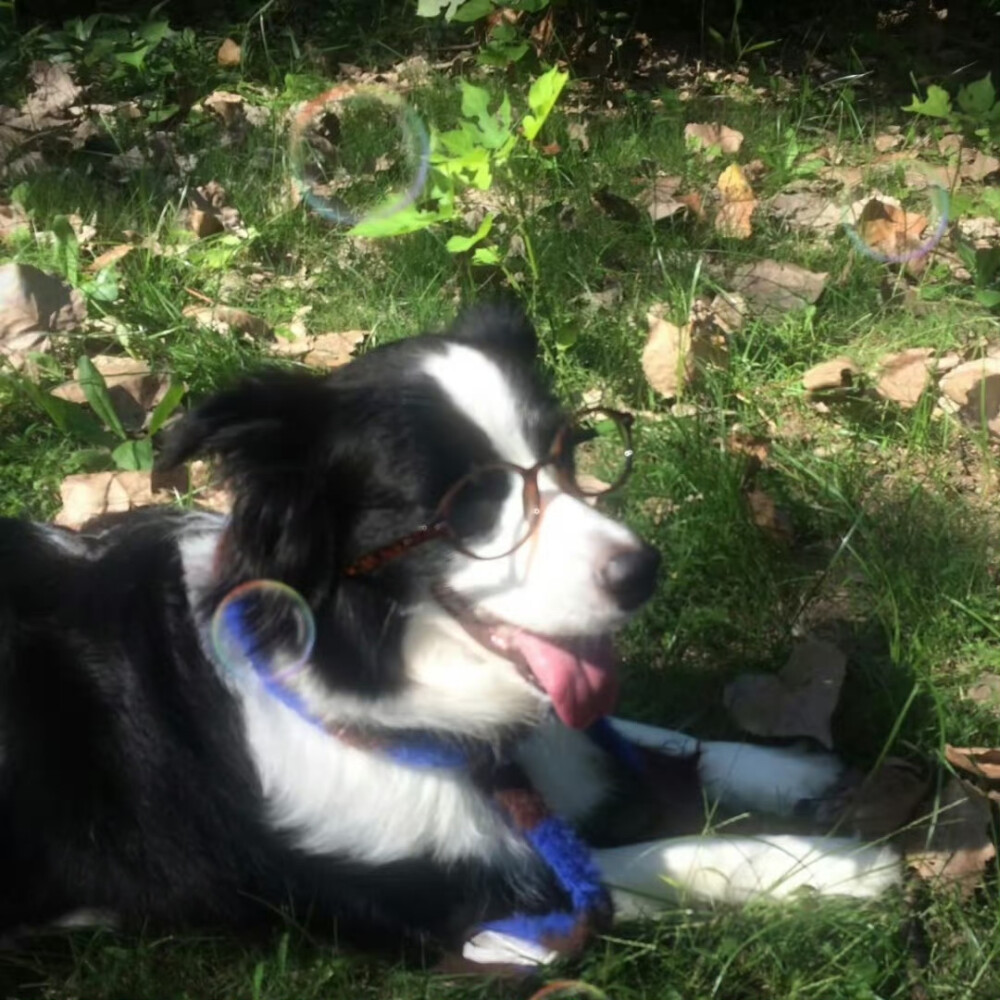 可爱头像 狗狗头像 玩偶头像 