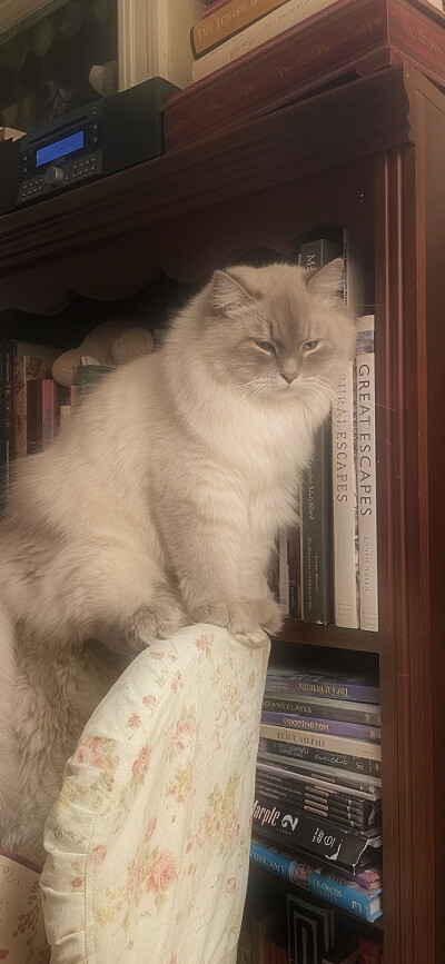 猫猫 风景 壁纸背景