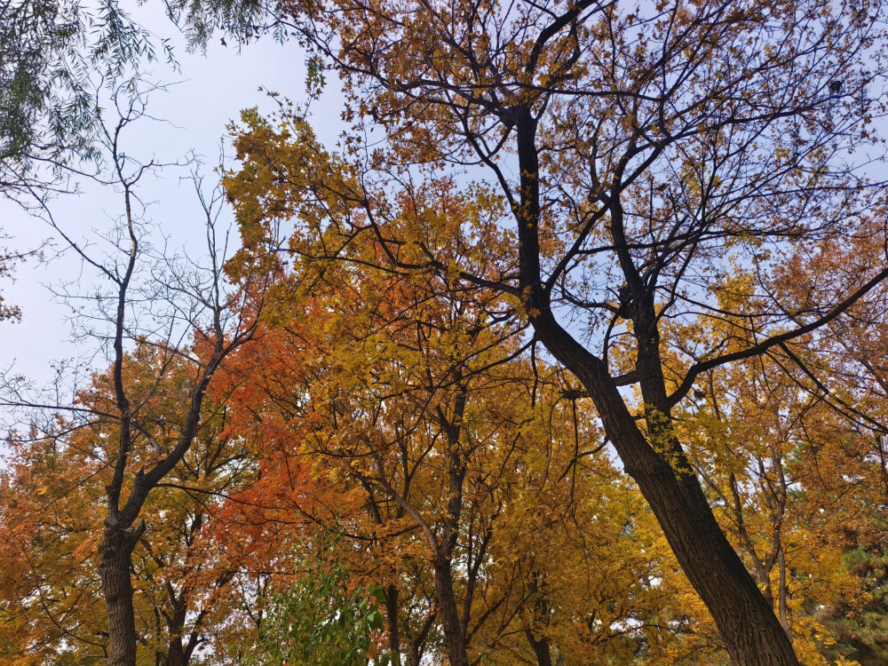 晋祠的秋2025.10.24