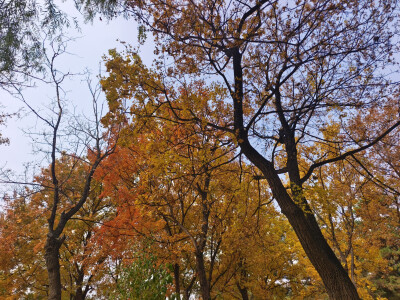 晋祠的秋2025.10.24