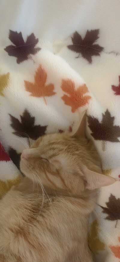 猫猫 风景 壁纸背景