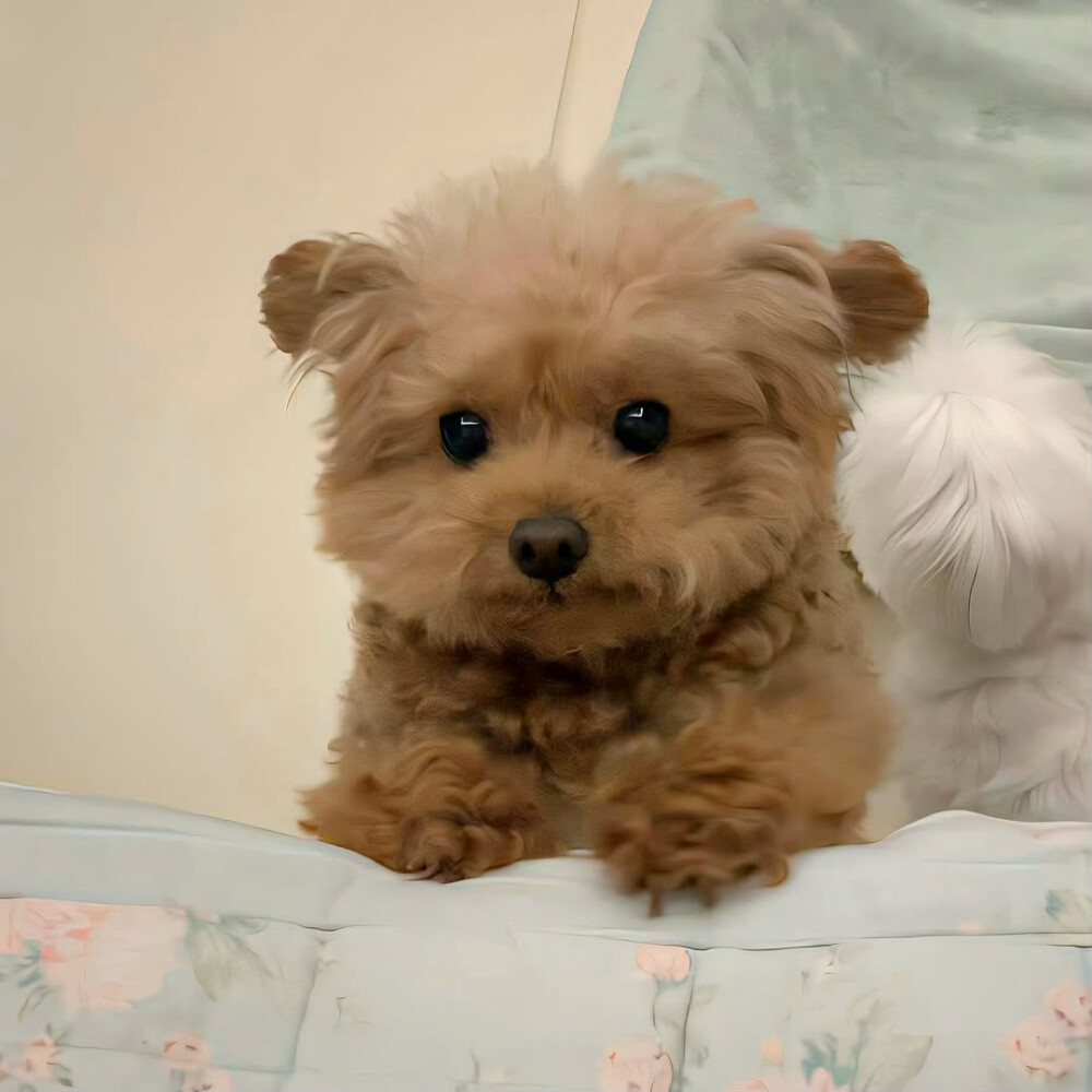 图源ks：偷喝汽水