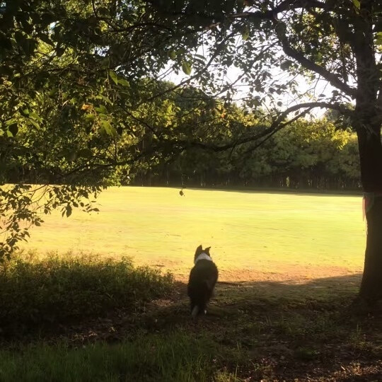 猫猫 风景 壁纸背景