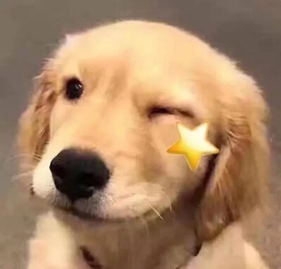 可爱头像 狗狗头像 玩偶头像 