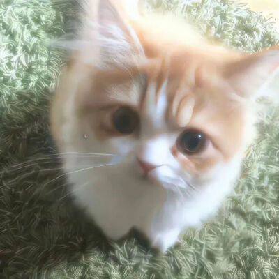 我是不会放弃收集这种图片的