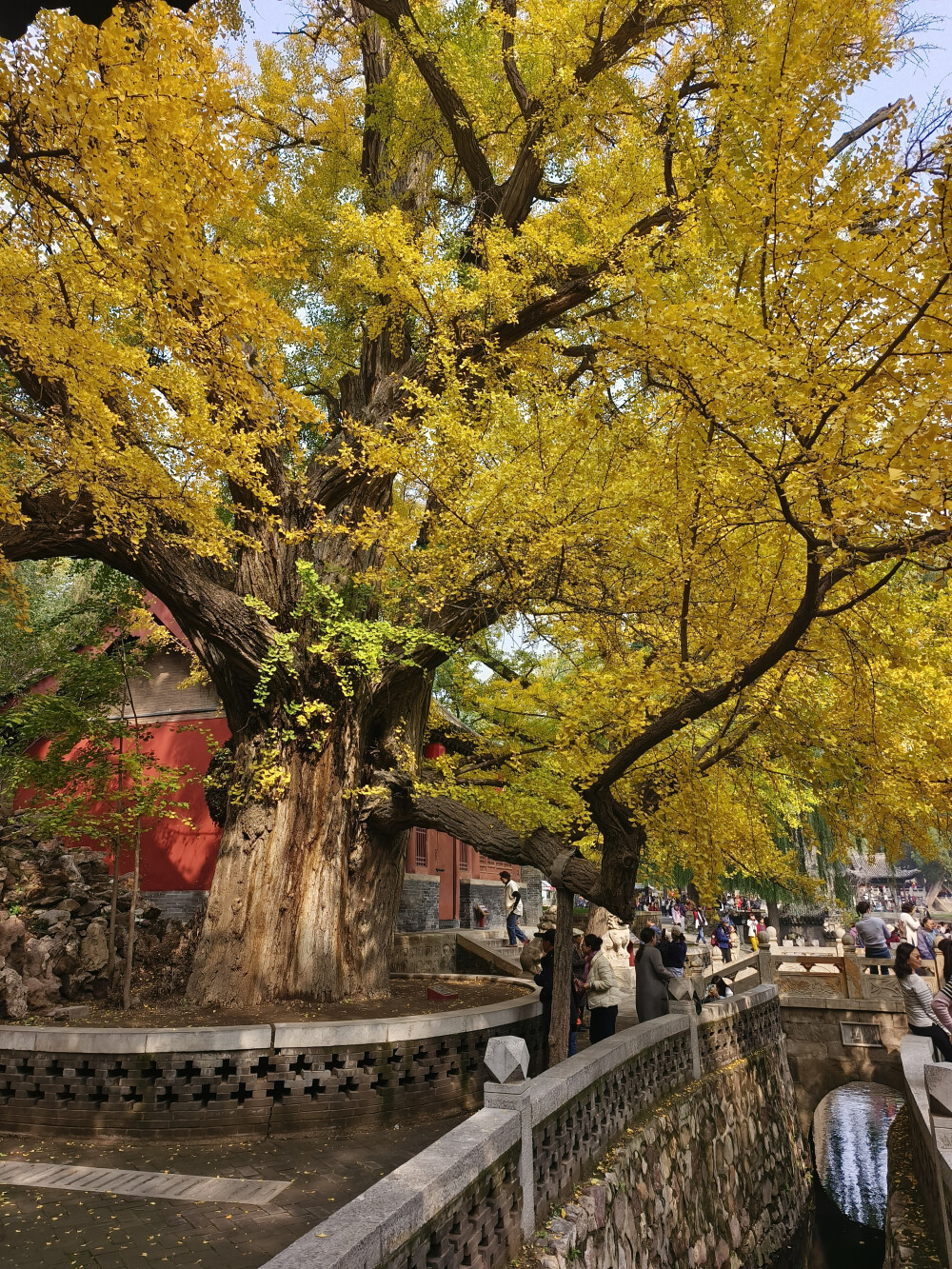 晋祠500年银杏树