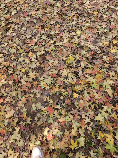 晋祠的秋2025.10.24