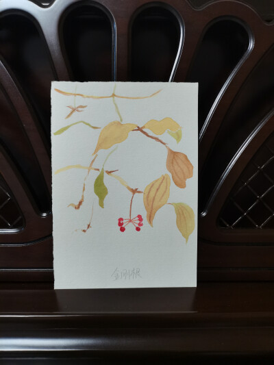 40 金刚藤（绘画 | 水彩 | 果花甘05）
2018.09.27
秋野的叶黄了，脆了。纤细的植须如蛛丝垂下，挽起邀请风的指尖。
坠下一颗红蜘蛛，珠圆玉润，晚风中的轻丝摇动。
金刚藤，又称菝葜、铁菱角。
他们的根茎粗壮，坚…