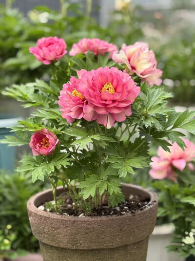 伊藤芍药-希拉里/梦里蝴蝶