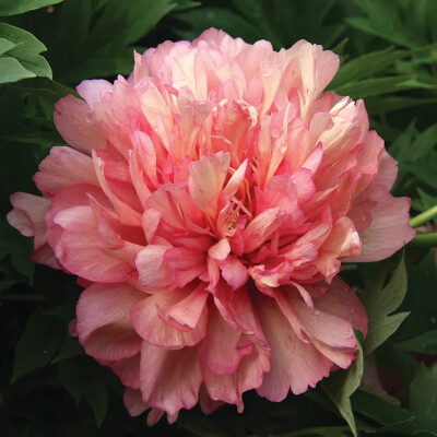 伊藤芍药-希拉里/梦里蝴蝶