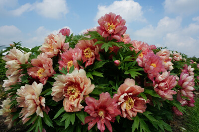 伊藤芍药-希拉里/梦里蝴蝶